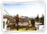 Démontage Poirier entre maison et Réseau aérien  8m