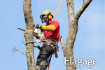 Elagage