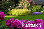 Plantation